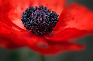 Remembrance Day Assembly